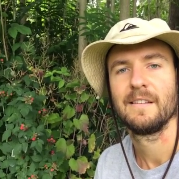 Nicks Quick Tip – Wild Blackberries for Brain Health