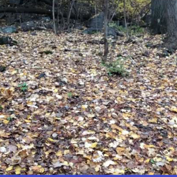 ‘Hidden’ Stressors